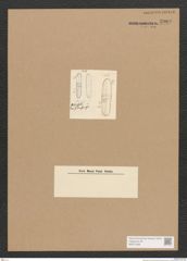 Diatomeae indet. Zeichnungen Sammlung Grunow Nr. 3909 (NHMW-BOT-W0371638)